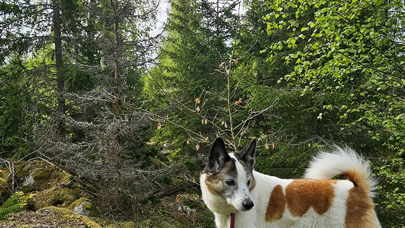 Hund stående på en mossig sten i en tät grön skog, kopplad med koppel. Hunden har vit päls med bruna fläckar och uppåtstående öron, och står med kroppen vänd åt höger medan huvudet är vänt åt vänster. Runt omkring syns granar, lövträd och stenig mark täckt av mossa och ris under en ljus, molnig himmel. Foto.