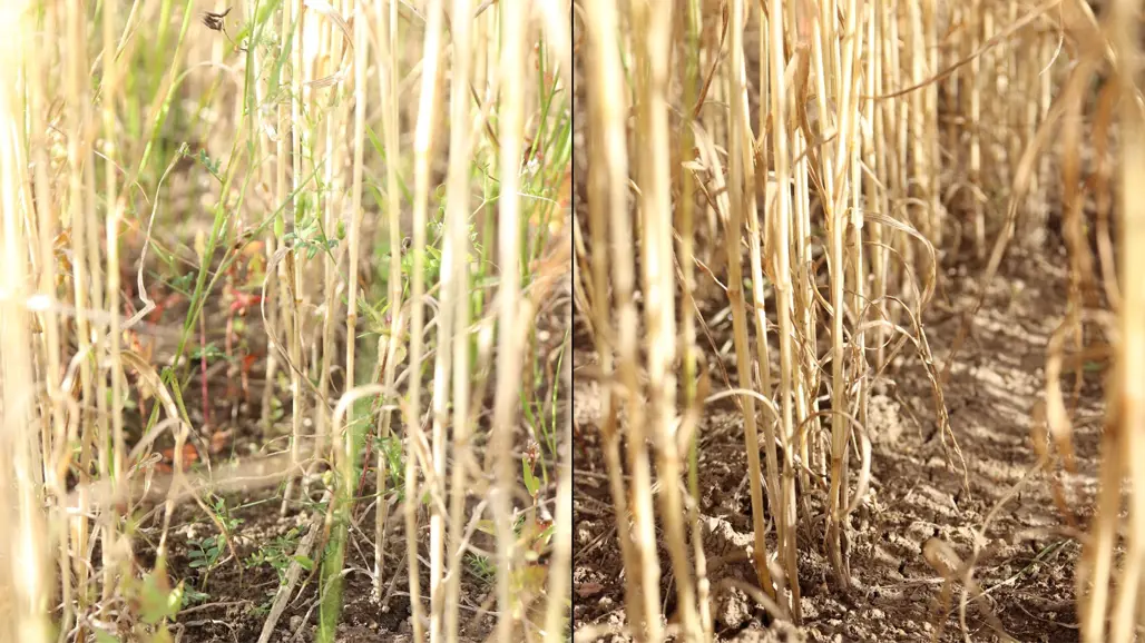 Två närbilder på spannmålsrader, en med och en utan ogräs mellan plantorna. Foto.