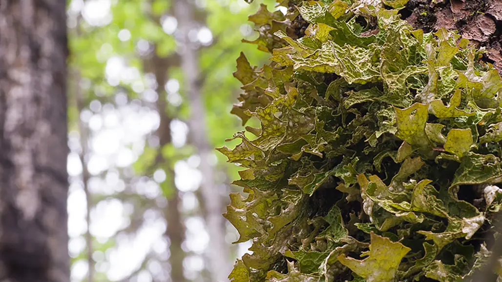 Gröna blad med trädstammar i bakgrunden. Foto