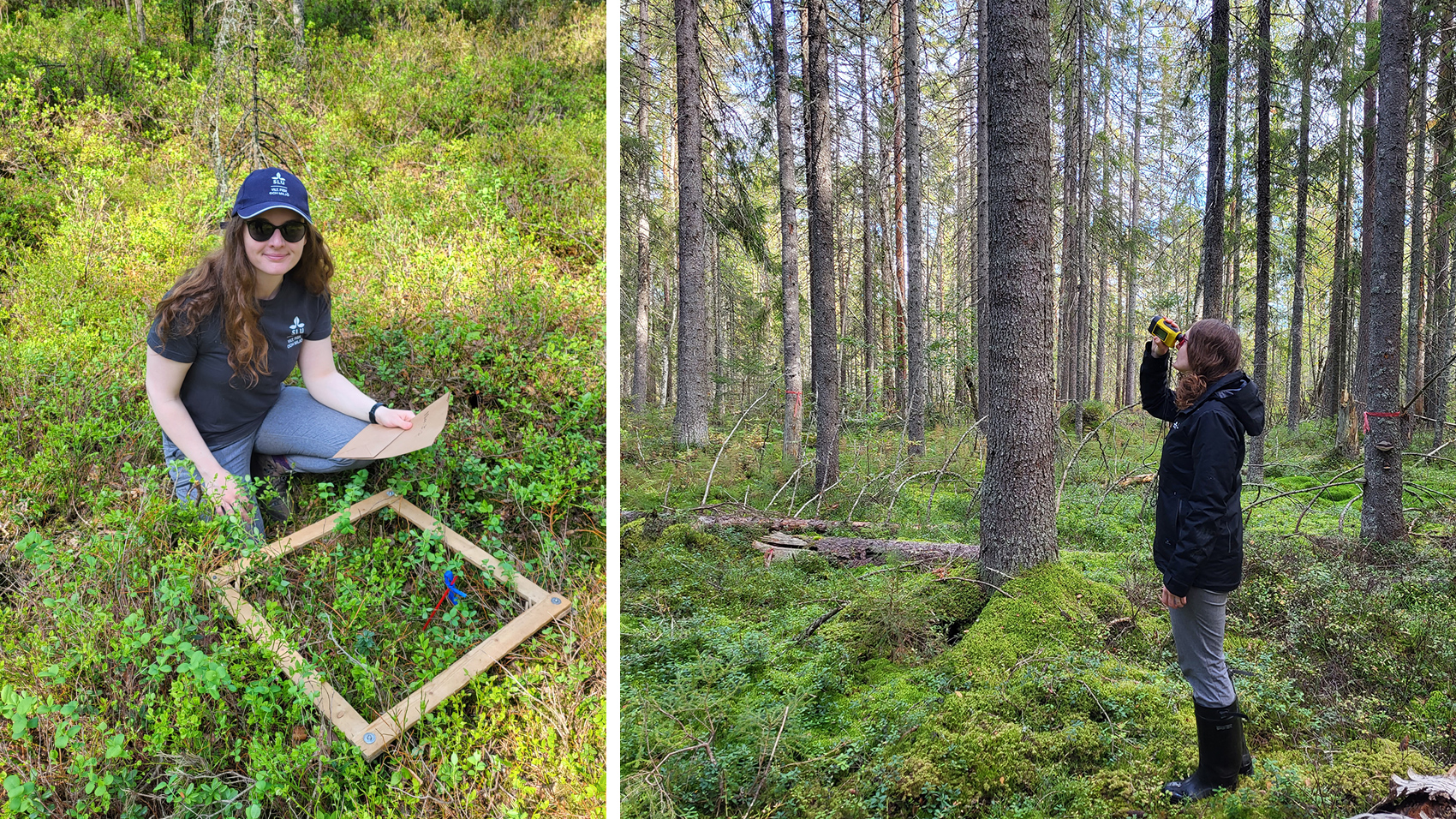 A woman squatting in the forest by a wooden frame around some blueberry bushes. A woman holding a binocular looking device and looking towards the tree tops.