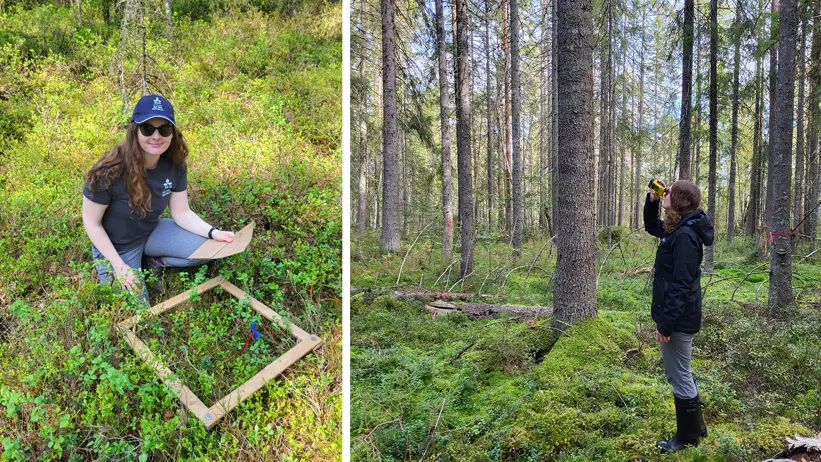 A woman squatting in the forest by a wooden frame around some blueberry bushes. A woman holding a binocular looking device and looking towards the tree tops.