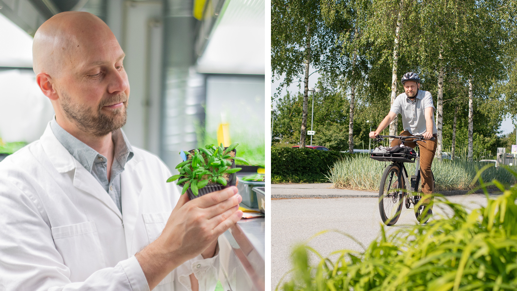 A man in a white lab coat in a growth chamber, studying a plant. A person on a bicycle surrounded by lush green trees and flowerbeds.