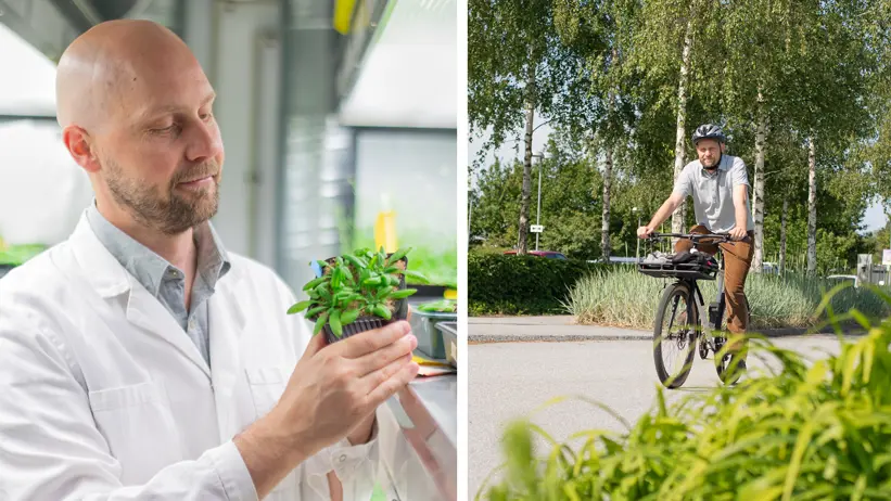 A man in a white lab coat in a growth chamber, studying a plant. A person on a bicycle surrounded by lush green trees and flowerbeds.