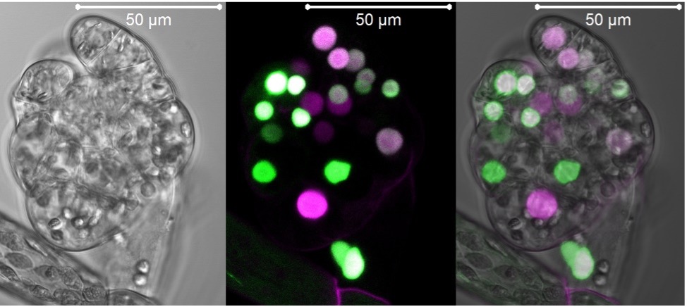 Fig 2. Bud from the P. patens R2D2 auxin response reporter line. High nuclear green:magenta signal ratios indicate auxin sensing. For details, see Thelander et al., 2019.