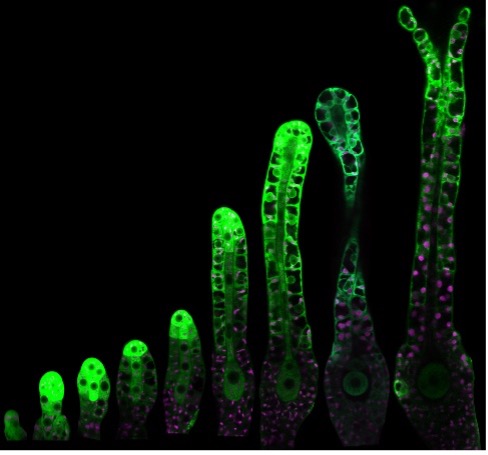 Fig 3. The auxin biosynthesis gene PpTARA is expressed during female reproductive organ development. Green is GFP signals indicating PpTARA expression, magenta is chloroplast autofluorescence. For details, see Landberg et al., 2020.