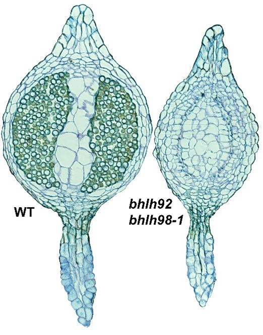 Fig 4. Class II bHLH proteins, essential for tapetum-dependent pollen formation in flowering plants, are needed also for tapetum-dependent spore formation in P. patens sporangia. Sporangia from the Ppbhlh092Ppbhlh098 double mutant fail to develop functional spores. For details, see Landberg et al., 2021.