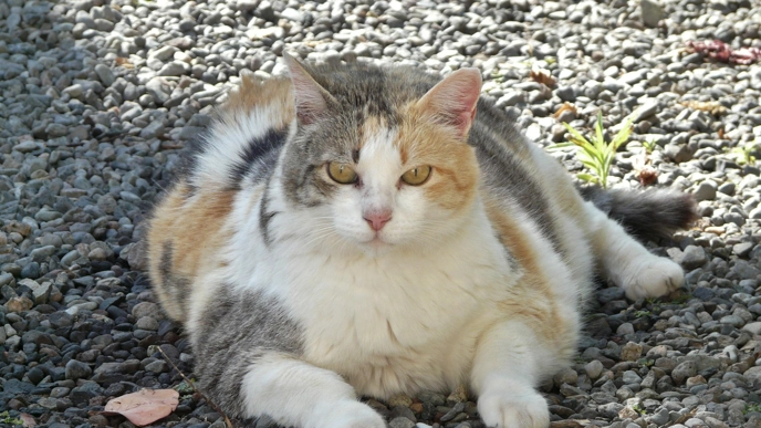 Photo of an overweight tortoiseshell cat lying on its stomach outdoors in the shade.