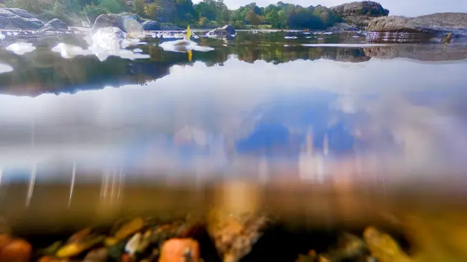 Gullmarn – över/under ytan.