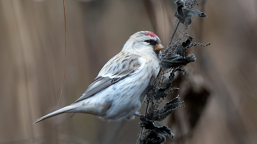 Fågel mitt vitt bröst, grå vinge och röd fläck i pannan sitter på kvist. Foto