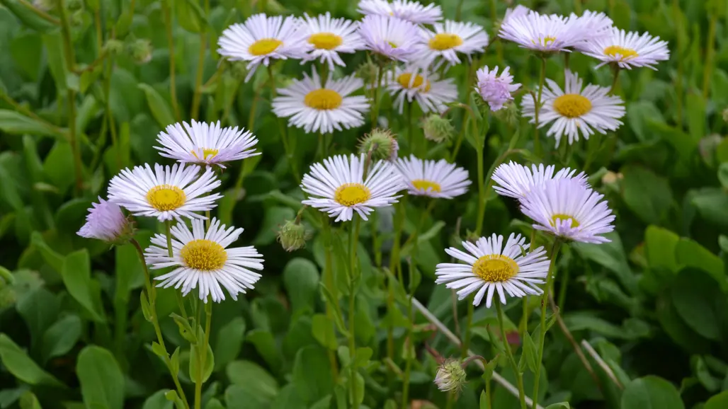 Strandbinkan 'Fru Frida Lindström' blommar med ljust lila blommor. Foto: Linnea Oskarsson, SLU.