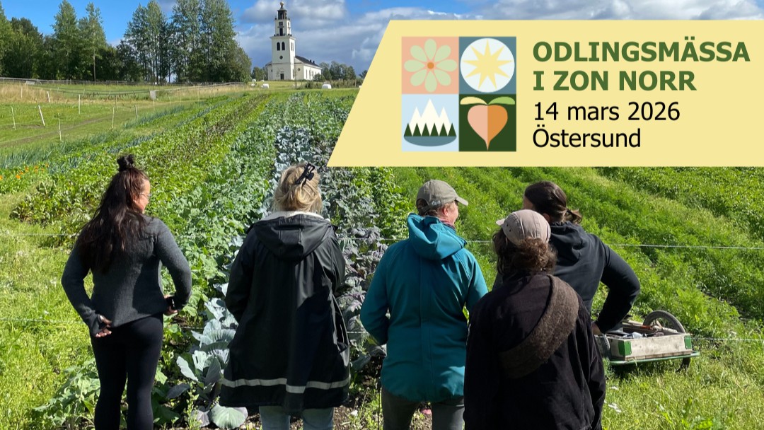 En grupp människor står och tittar ut över en åker. I bakgrunden syns en vit kyrka. 