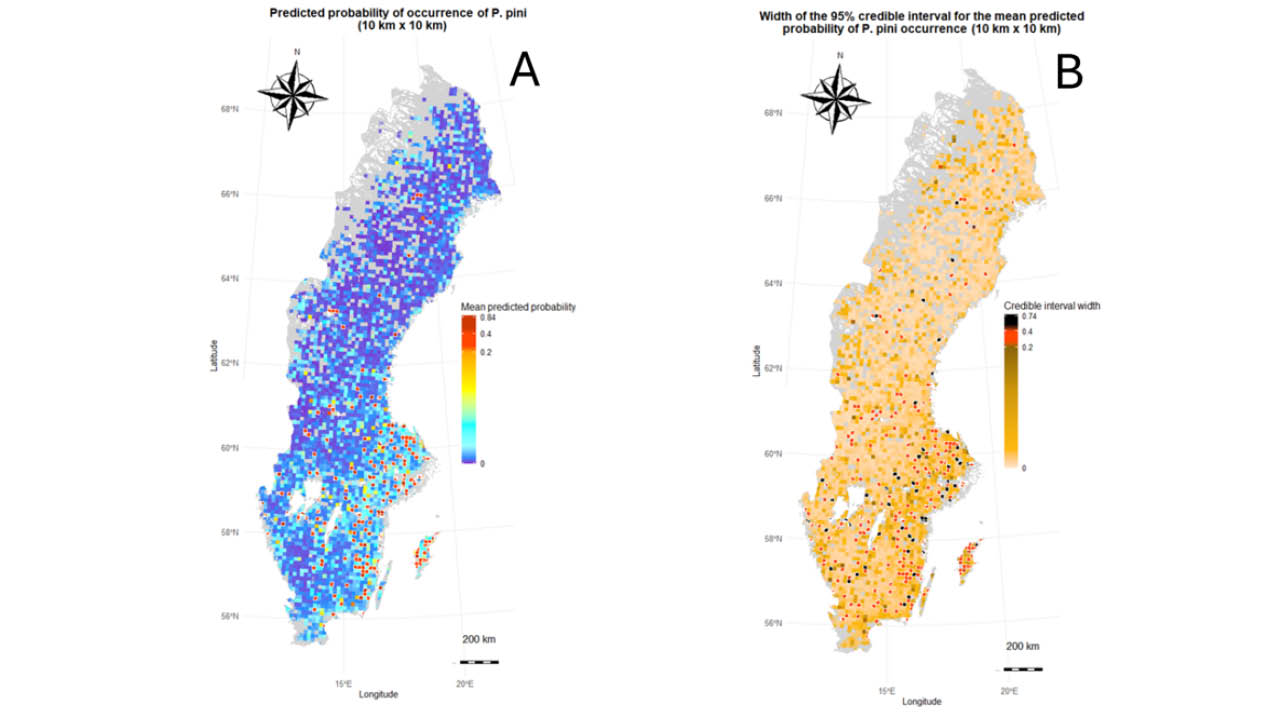 Två kartor av Sverige som visar utbredning av tallticka.