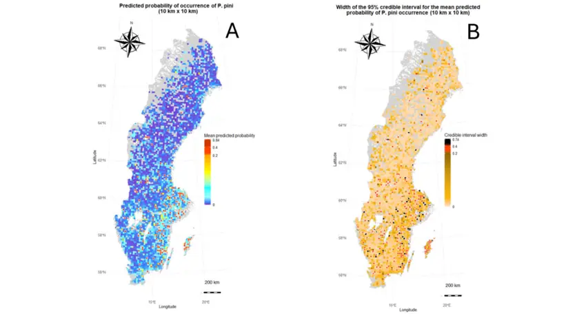 Två kartor av Sverige som visar utbredning av tallticka.