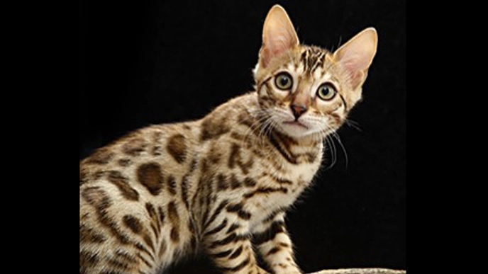 Picture of bengal cat with black background.