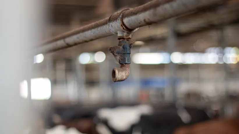 Photo of an indoor wreath system in a cow barn.