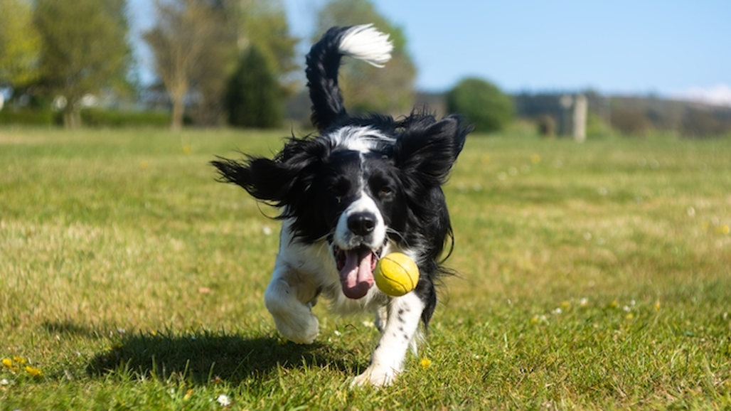 Lekande hund