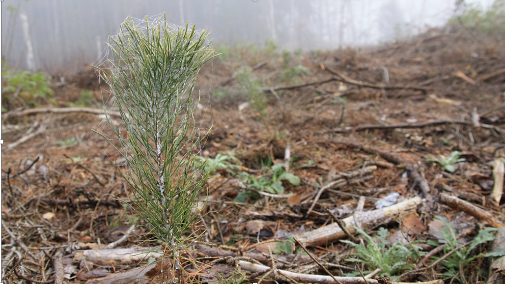 små tallplantor på hygge