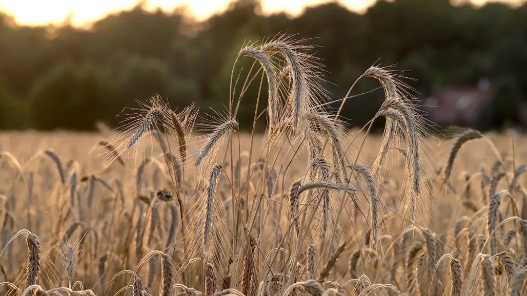 wheat-nature