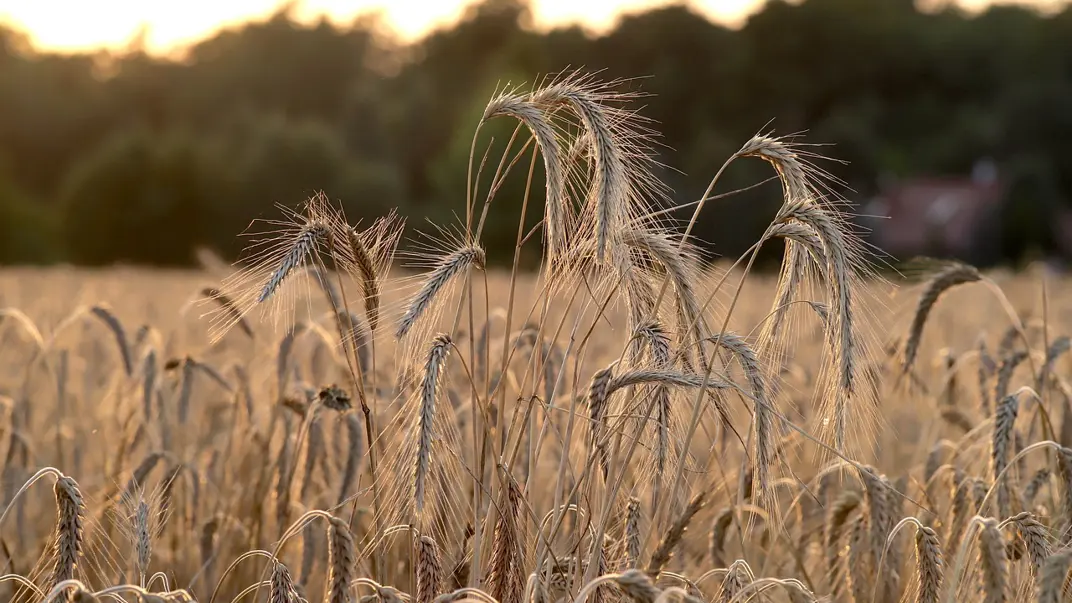 wheat-nature