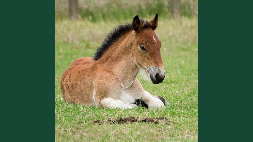 Foto av ett föl som ligger ner i gräs.