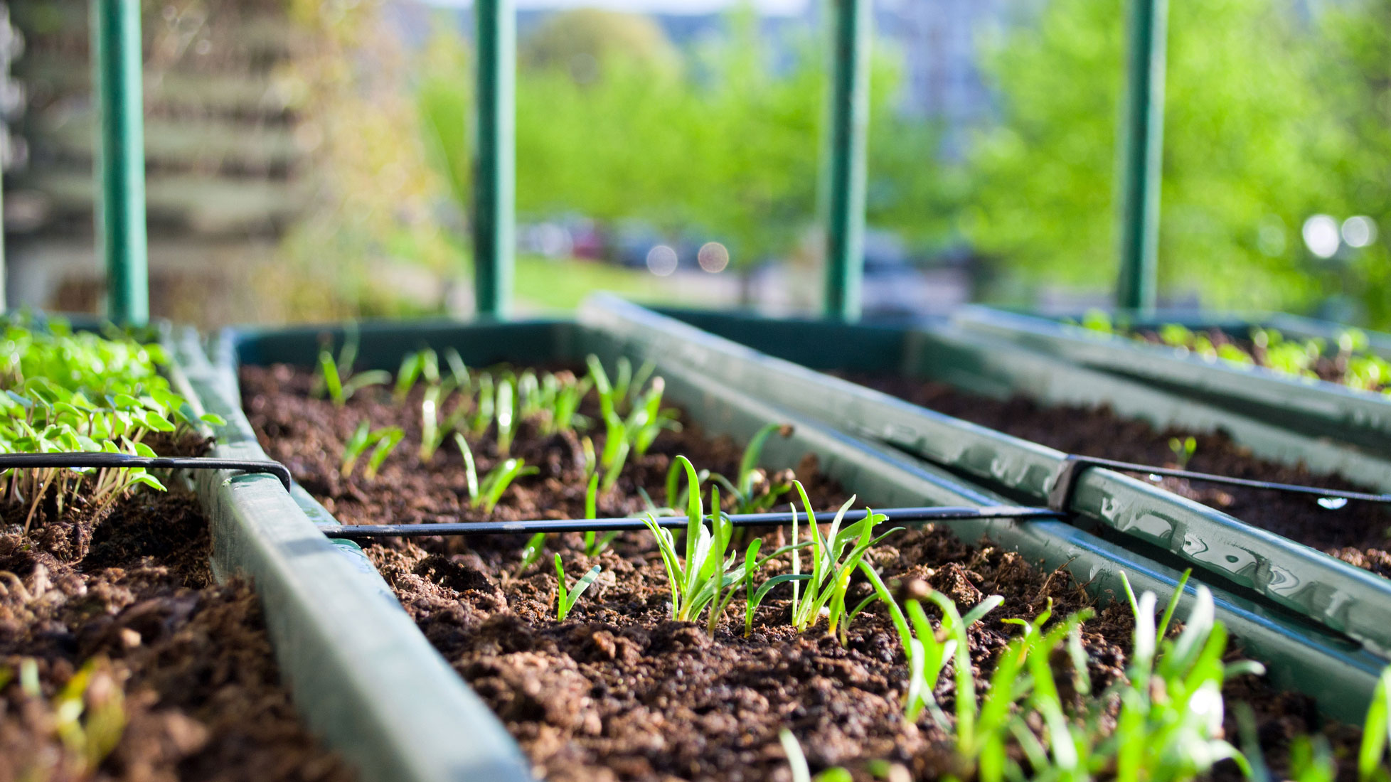 Plants starting to grow in a greenhouse. Photo: iStock