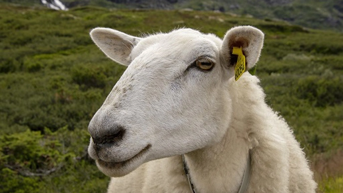 Photo of a bright sheep outdoors in a pasture.