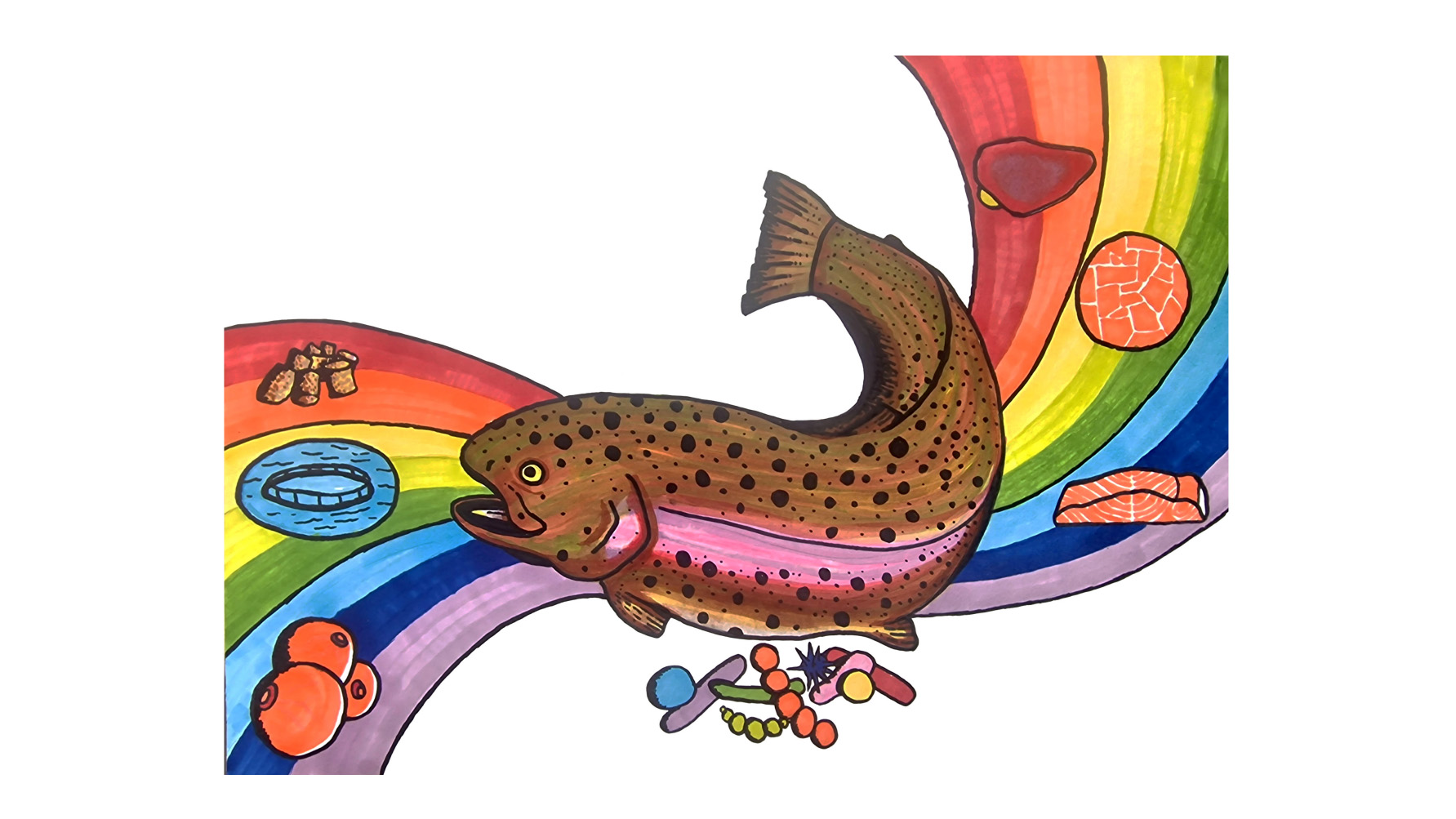 A drawing of a rainbow trout on a rainbow.