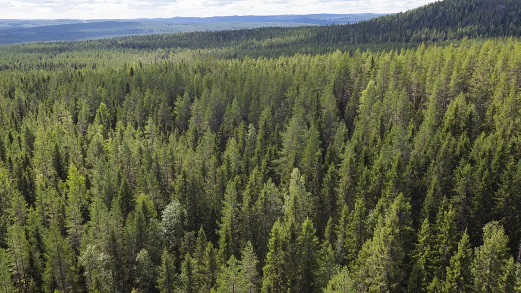 A forest landscape