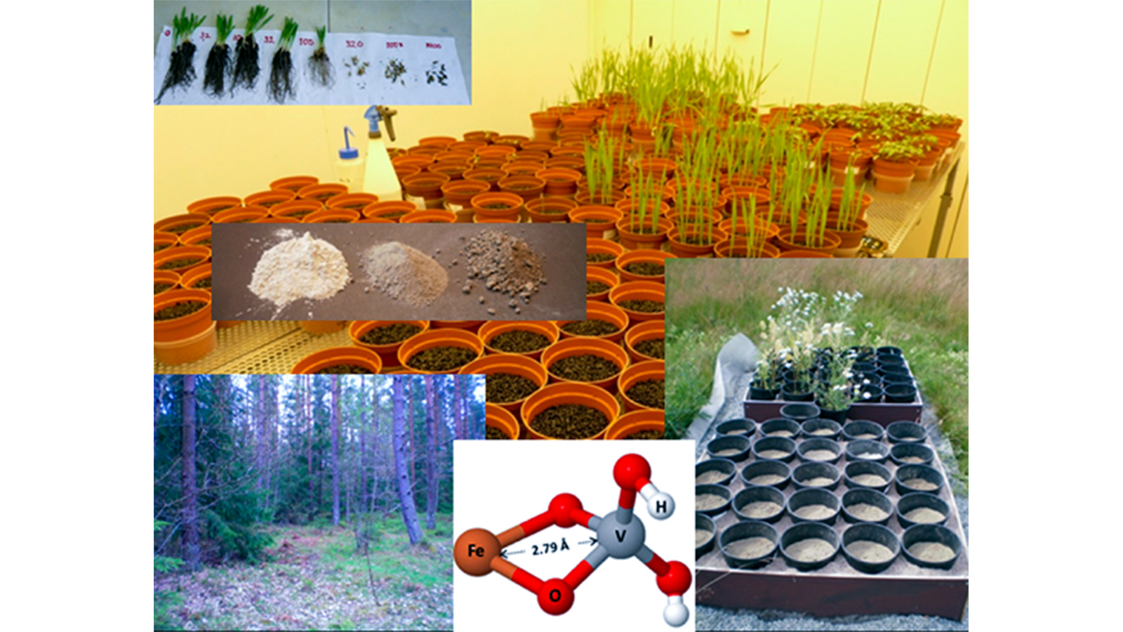 Kollage med bilder på vanadin och bilder från odlingsstudie