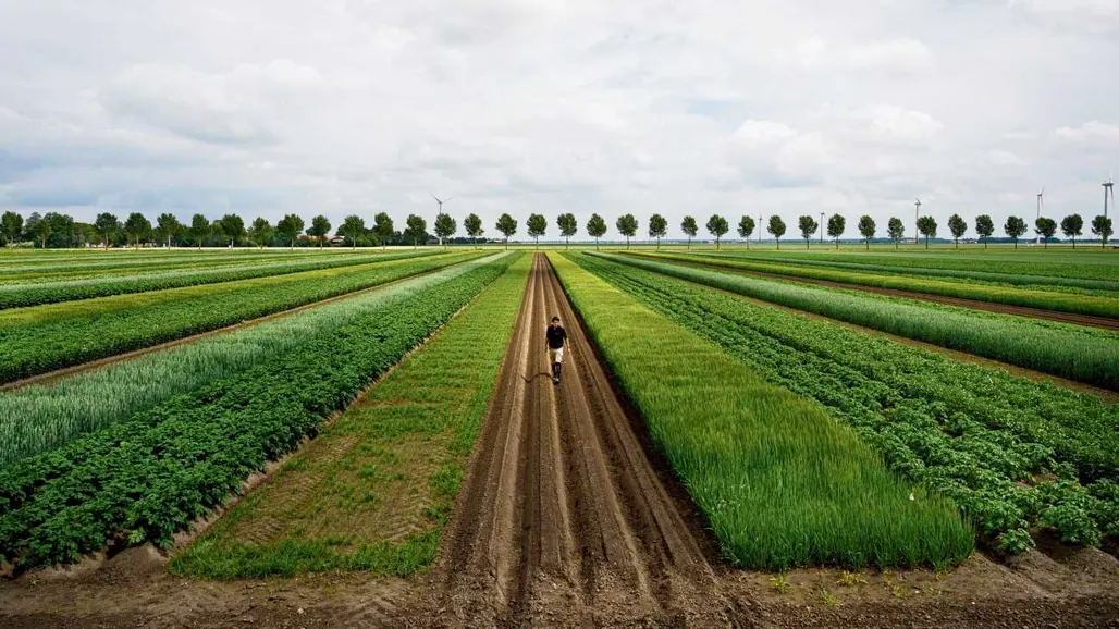 A person walking in a field with trees in the background. Photo.
