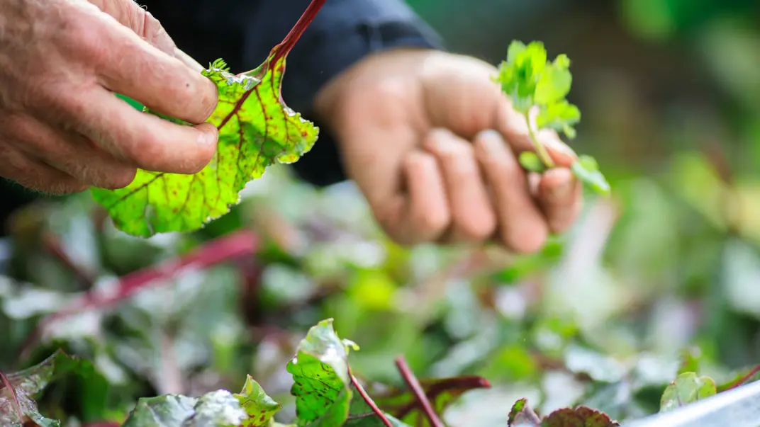 Händer hanterar små blad. Foto.