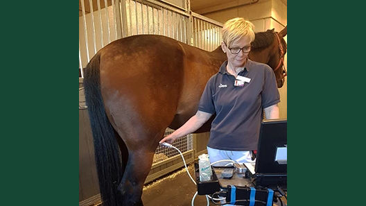 Photo of a veterinarian performing an ultrasound on a horse.