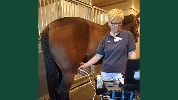 Photo of a veterinarian performing an ultrasound on a horse.