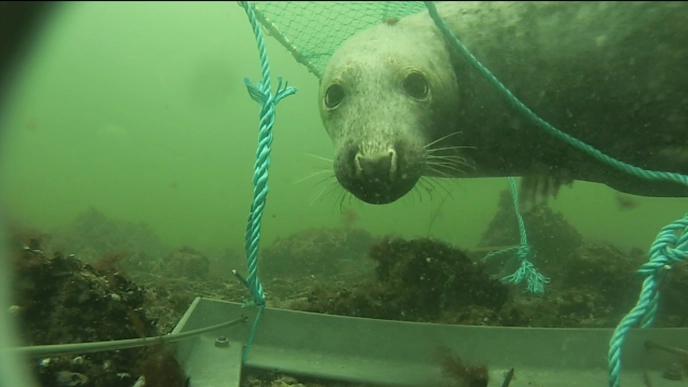 Underwater image of a gray seal looking into the camera inside a fishing trap, surrounded by blue ropes and nets in murky green water