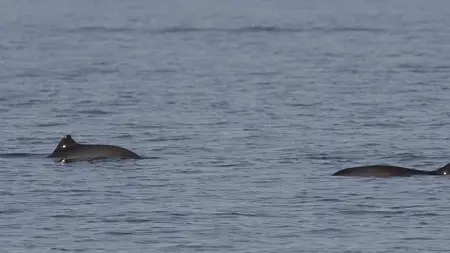 Harbour porpoise