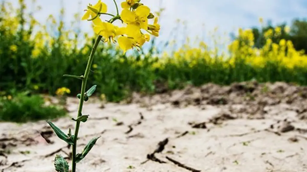 Rapsblomma. Foto: Shutterstock