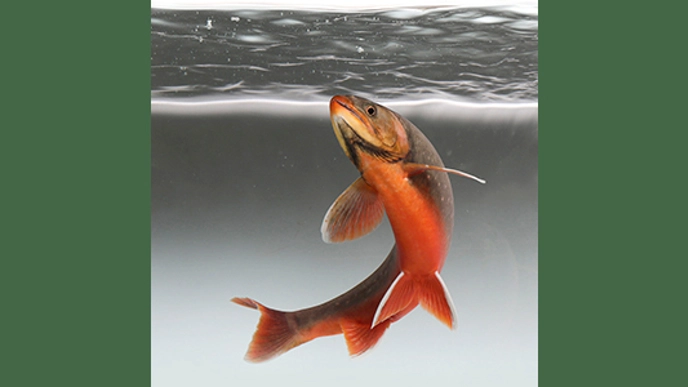 Photo of a char in water.