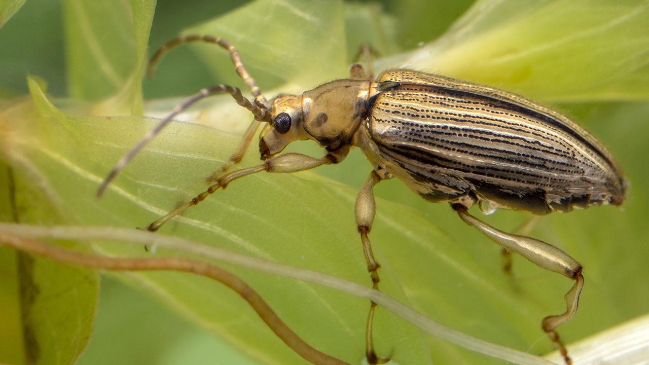 Randig insekt på grönt blad. Foto