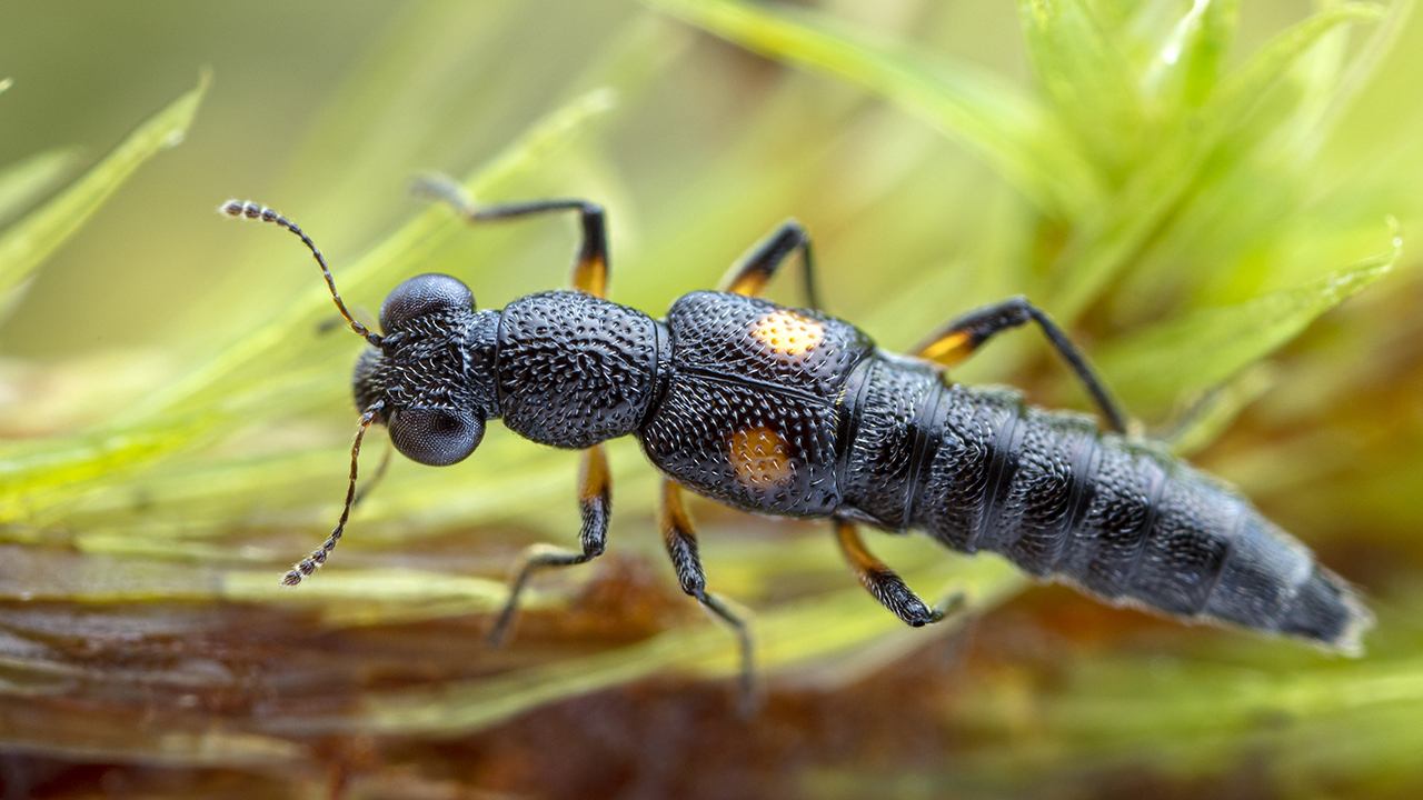 Svart insekt mot grön bakgrund. Foto