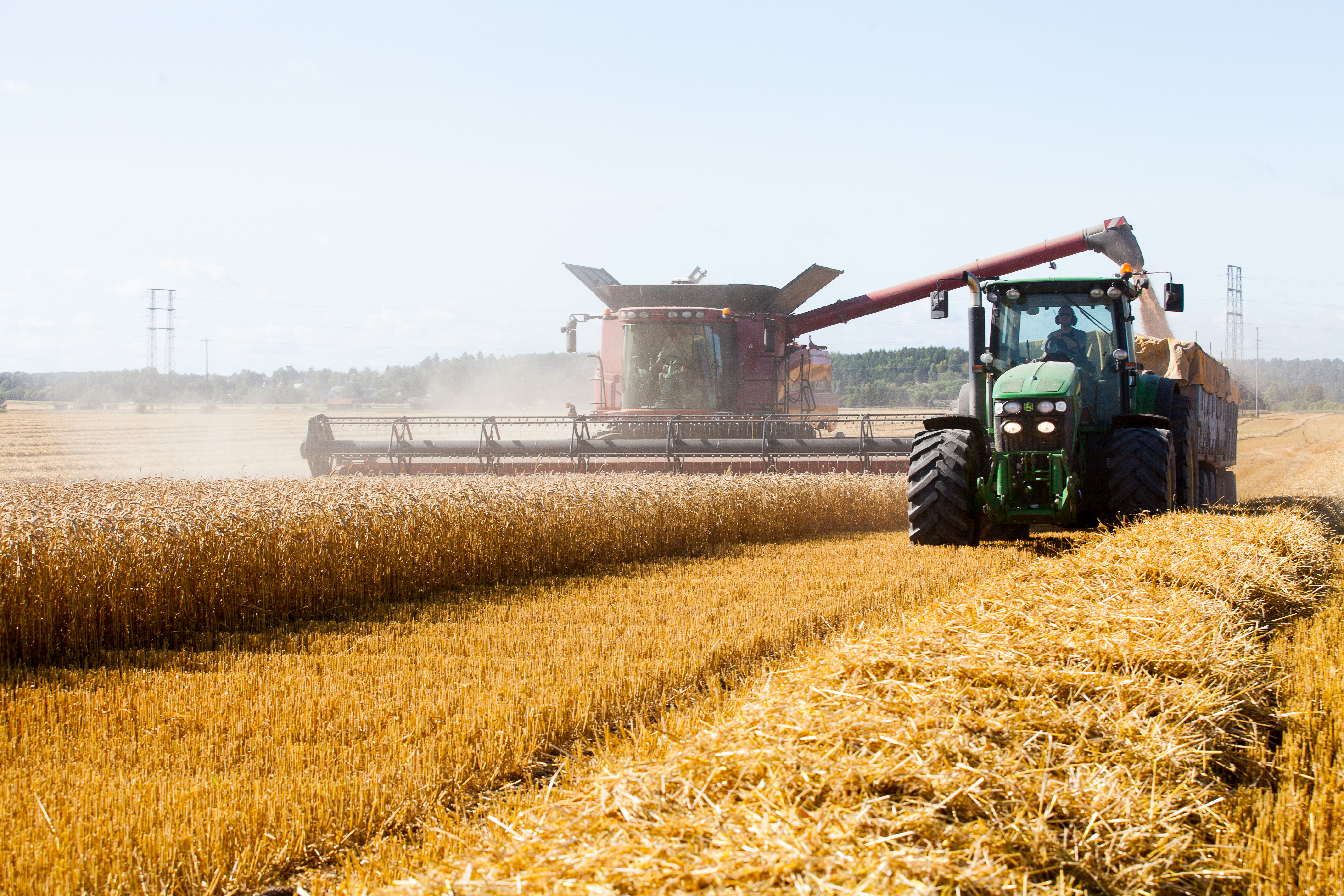 The SLU Agricultural Operations Unit harvesting winter wheat.