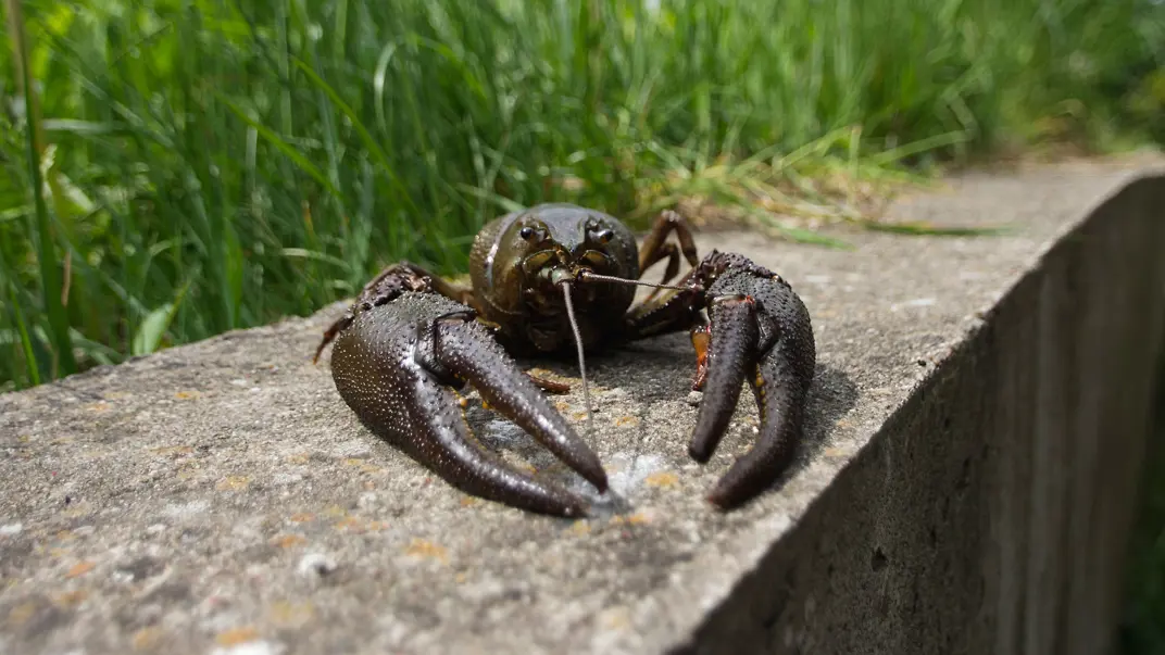 A crayfish on a stone wall with tall grass in the background.