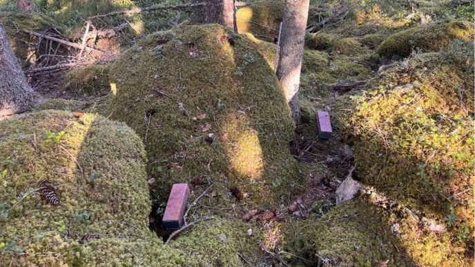 Mossy forest land with sunlight filtering through the trees and small rectangular objects, small traps, among the greenery.