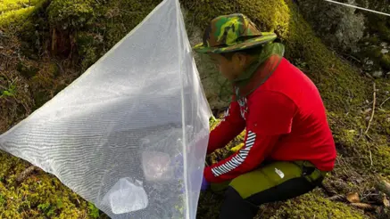 A person wearing a camouflage hat and red shirt kneels by a white mesh tent in a forest.