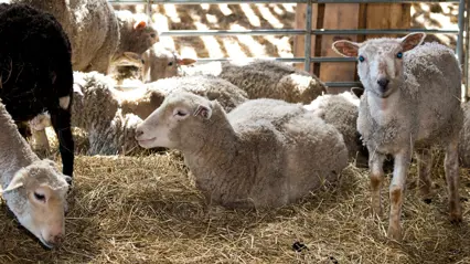 Sheep lying down in a box with straw