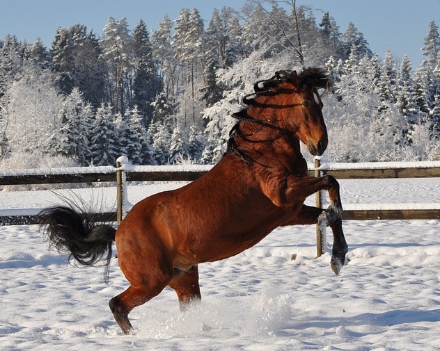 Foto av en häst fri ute i hage i snö.