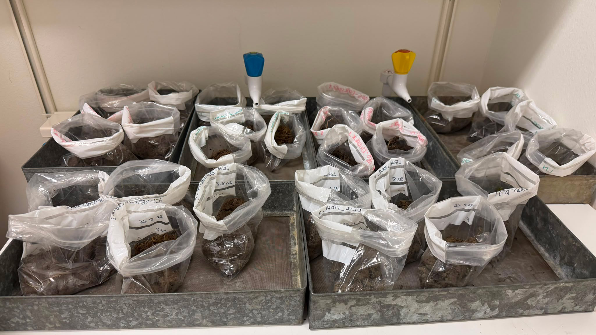 Ett trettiotal plastpåsar med jordprover på lab.