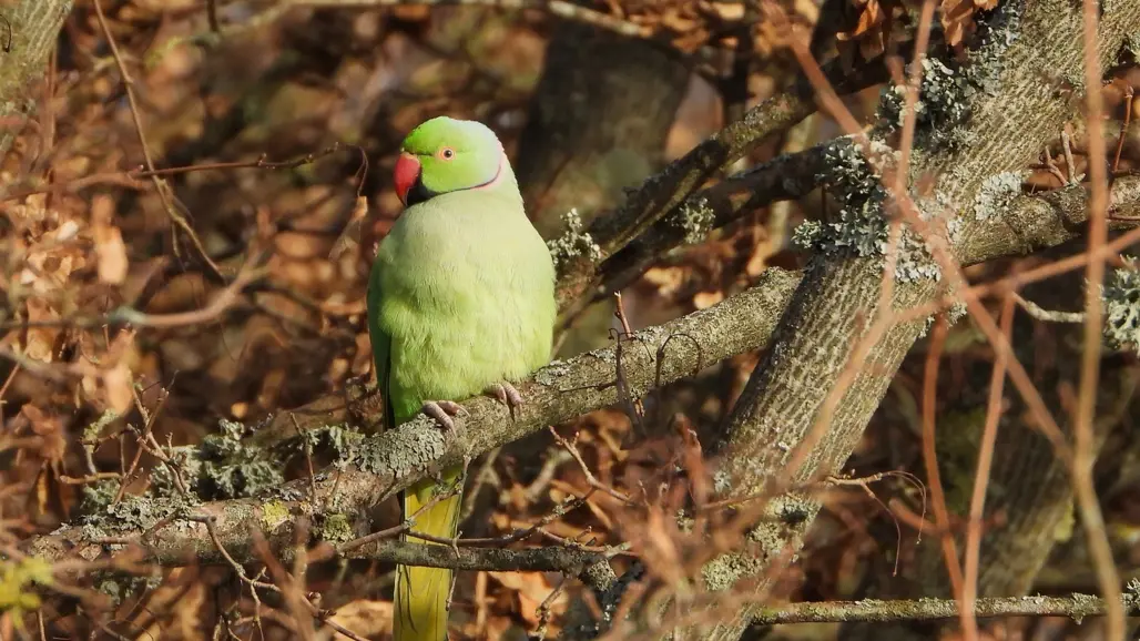 invasiva-species-bird