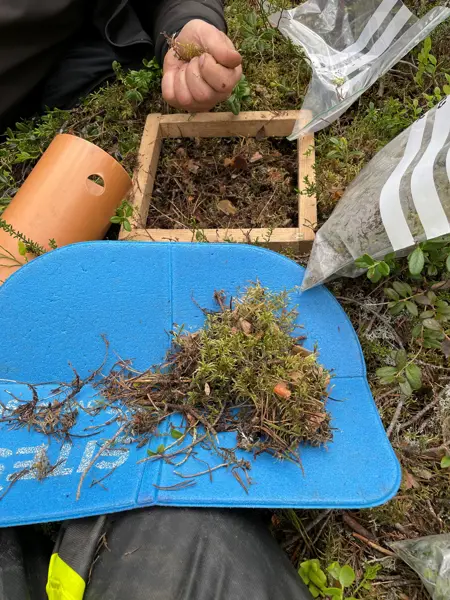 Person collecting soil samples in a forest using a wooden frame, moss, and sample bags.