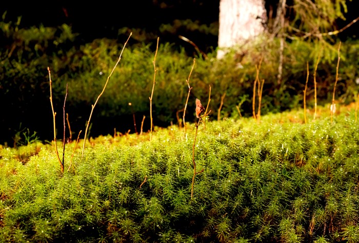 Close up photo of moss. Taken by Daniel Stjärna, SLU.