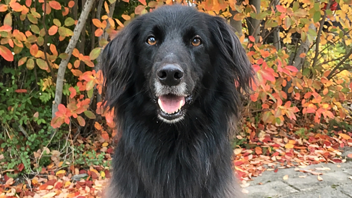 Dog with black fur and brown eyes looking into the camera. Red and orange leaves are visible in the background.